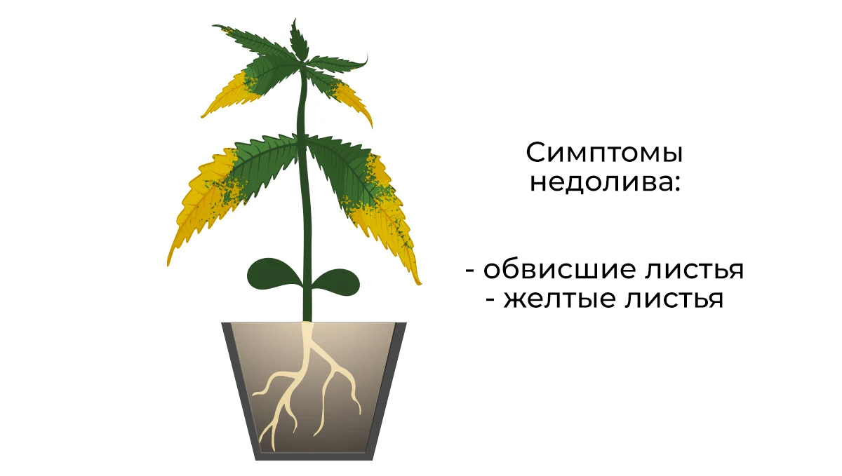 Common cannabis seedling problems: underwatering