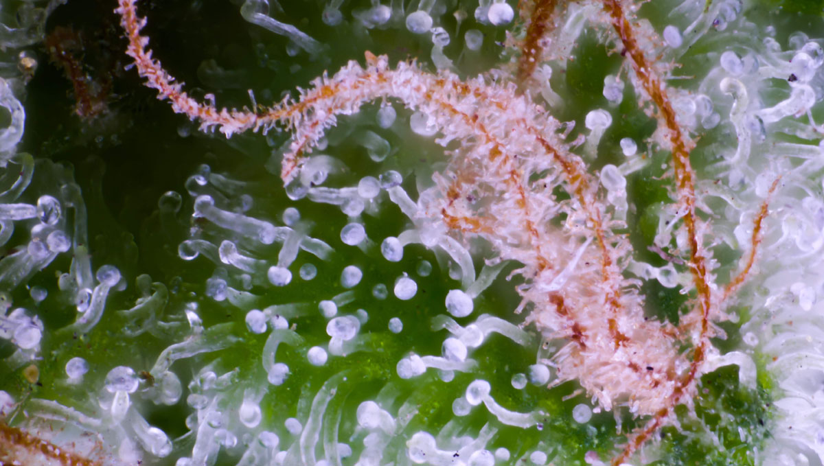 With a LED loupe your stoner friend will be able to have such macro views of his buds.