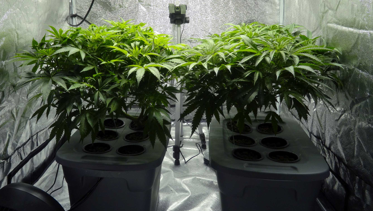 General hydroponics feeding chart: base nutrients General hydroponics feeding chart: base nutrients