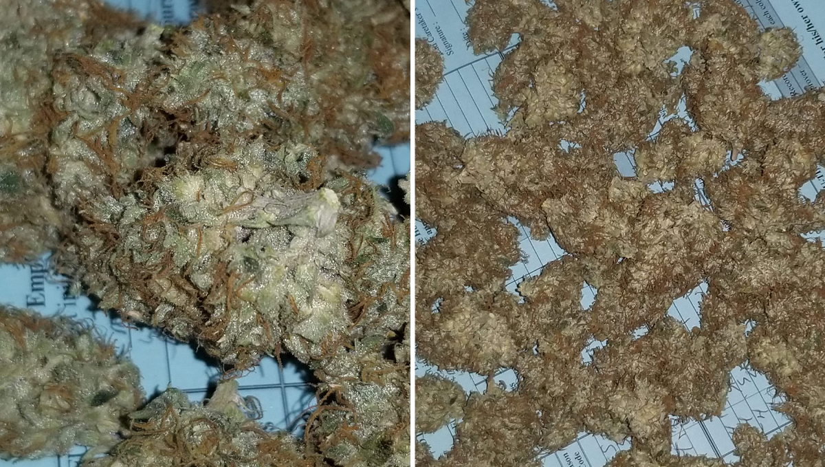 Cheese Auto: what to expect