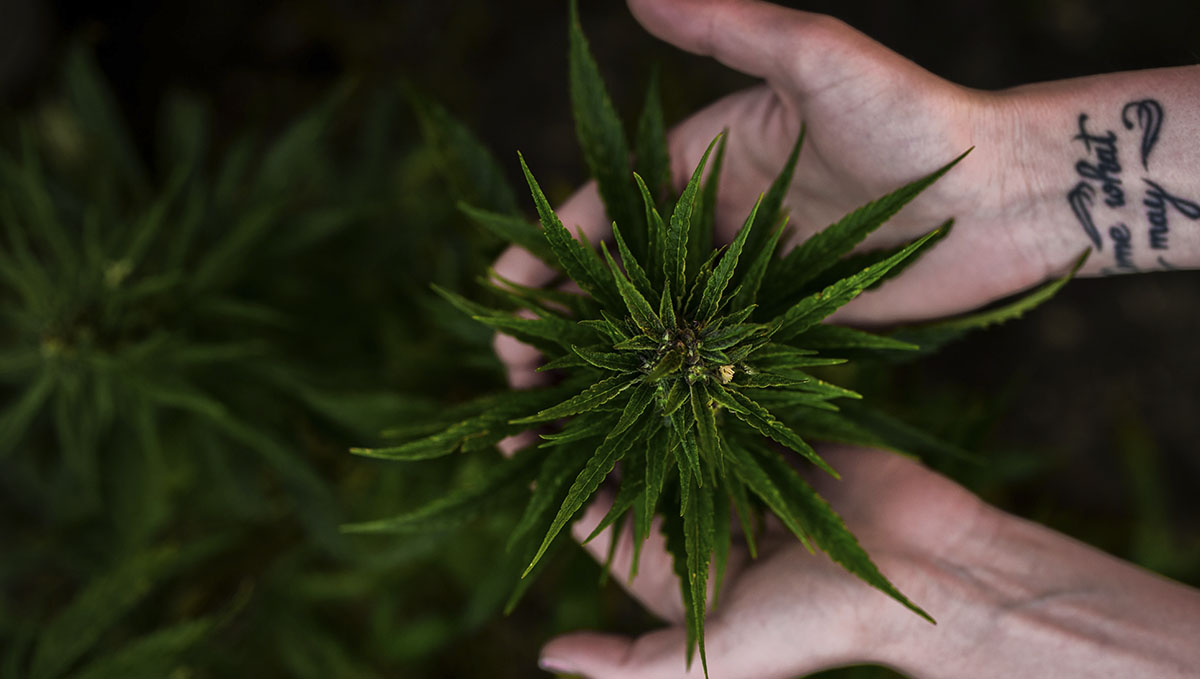 Be honest and express sincerely why you enjoy marijuana.