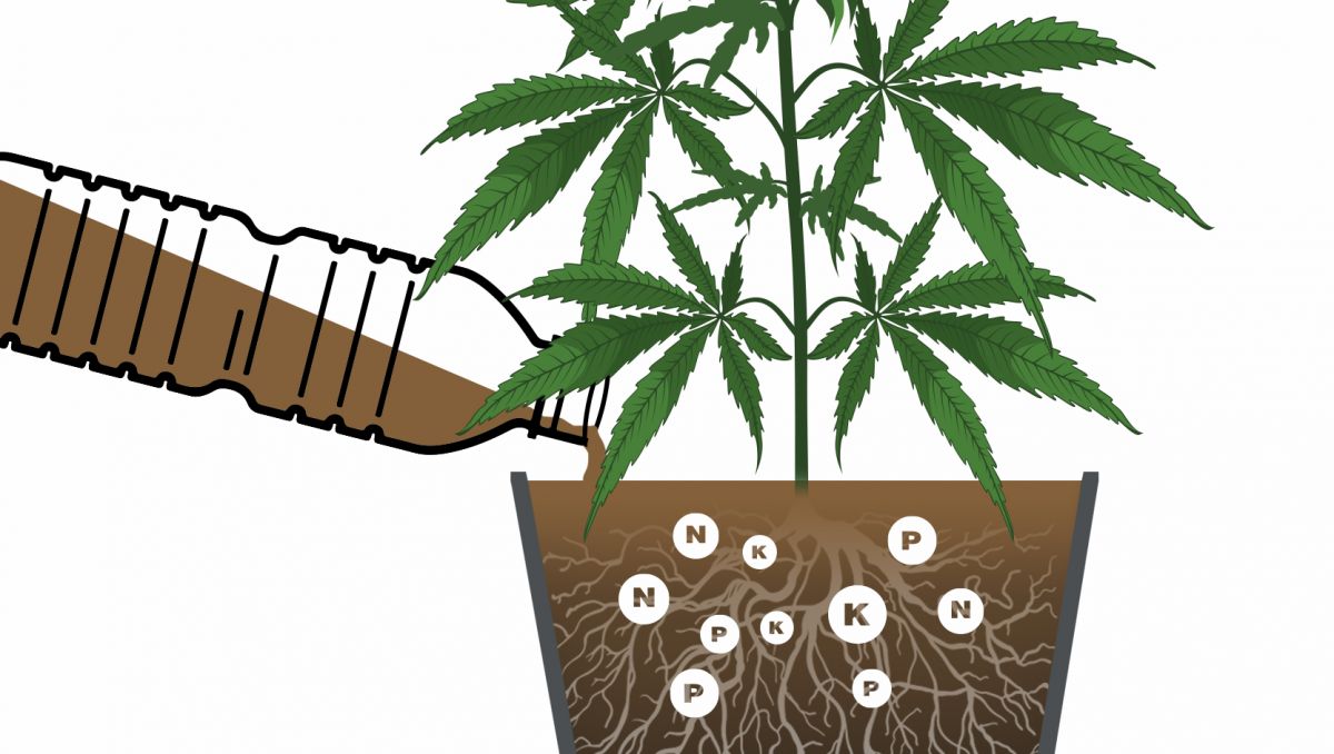 Bestes Düngeschema für Autos: Flüssigdünger Bestes Düngeschema für Autos: Flüssigdünger