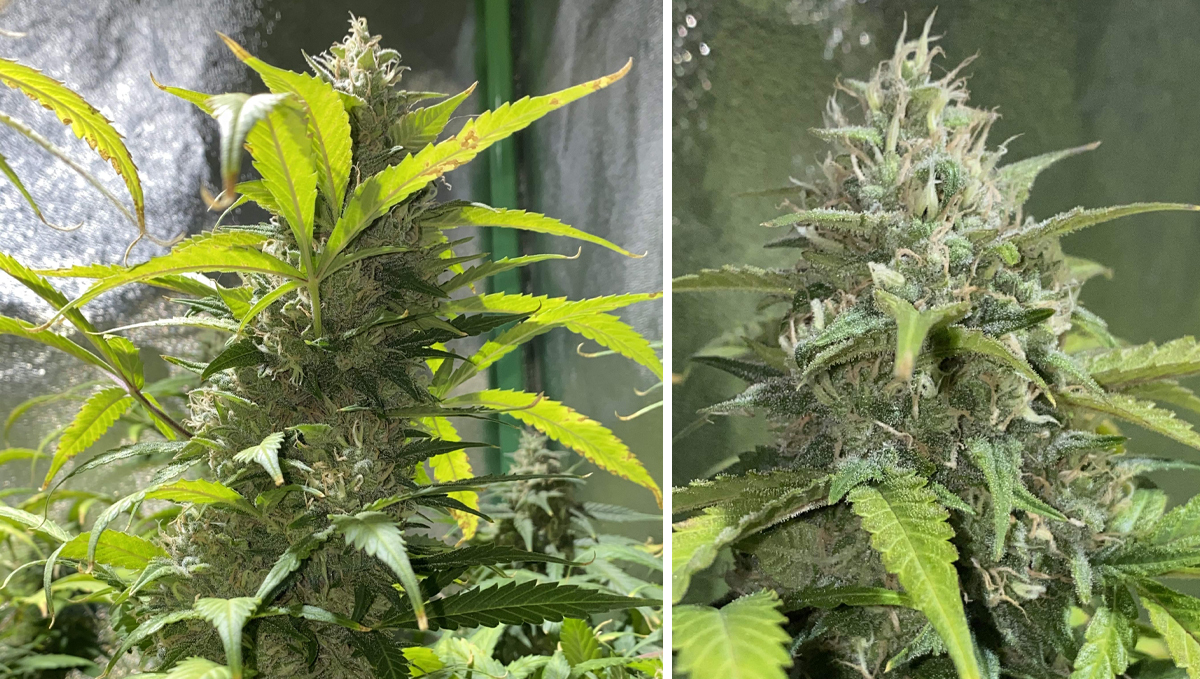 Top 10 cheap seeds: cheese auto