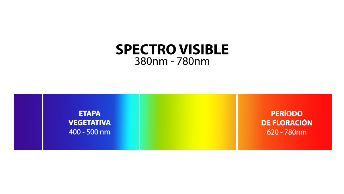 Cultiva autoflorecientes con LED: espectros de luz