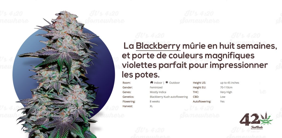 Fast Buds Autoflower Blackberry Kush