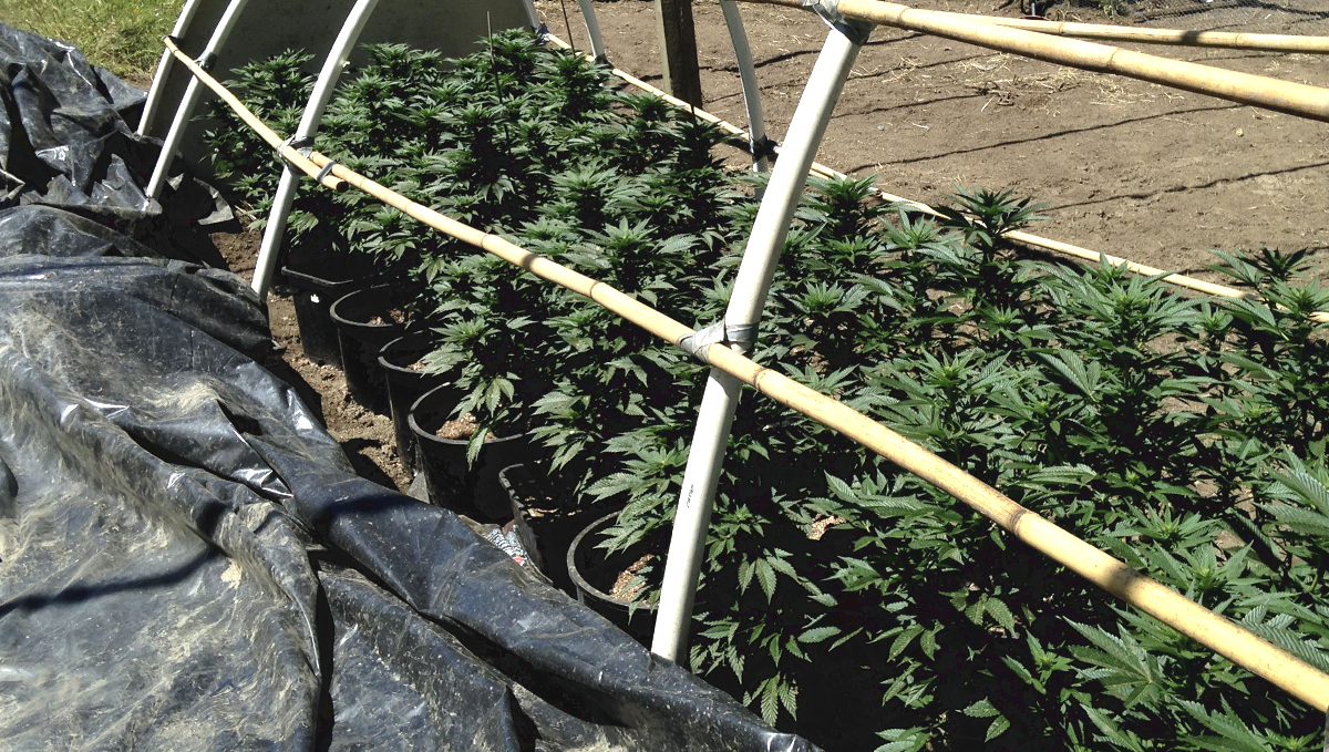 Light deprivation: two harvests per year