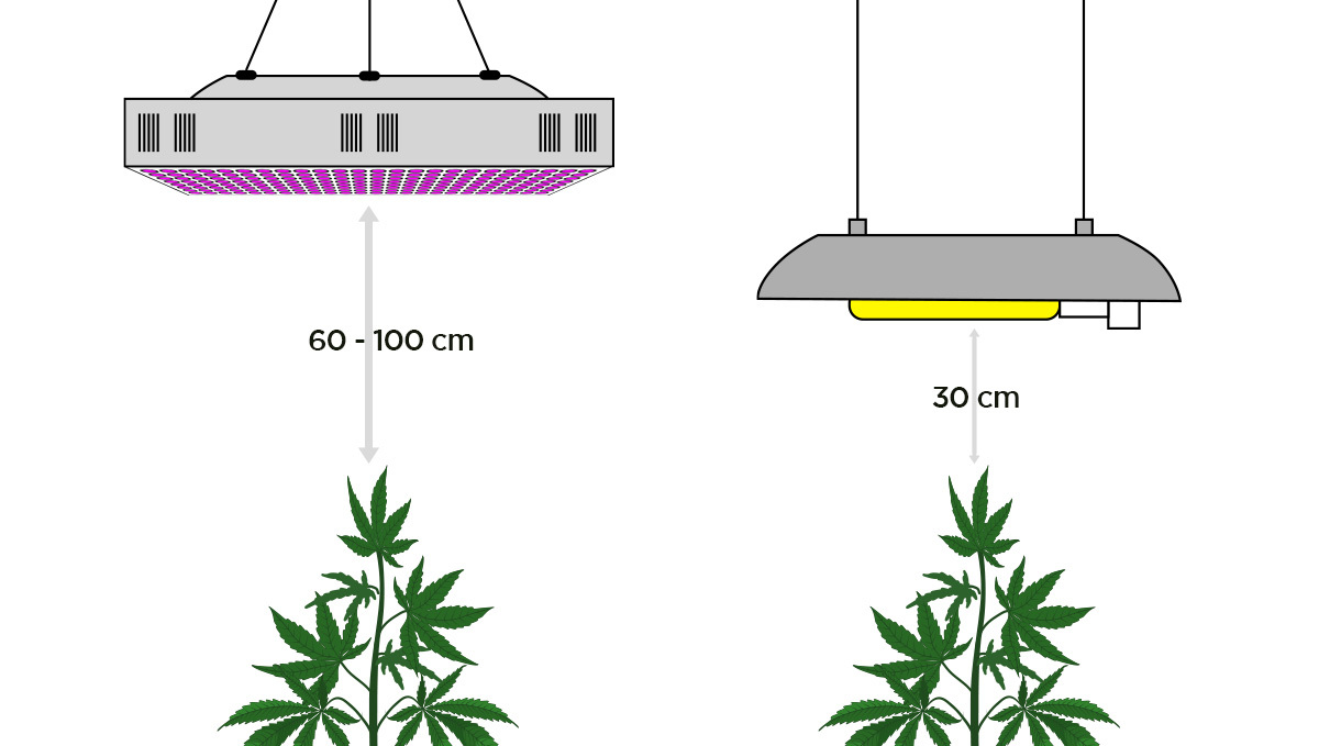 How To Deal With Slow Cannabis Growth How To Deal With Slow Cannabis Growth: Light distance