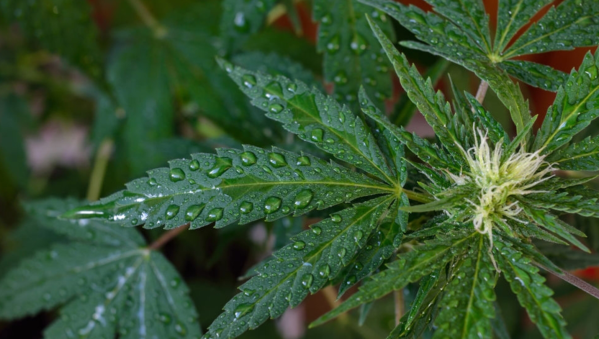 The importance of water purity: tips