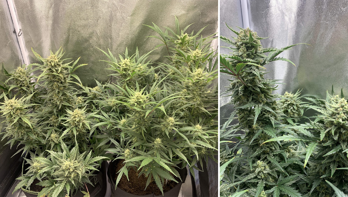Sour diesel auto guide: week 9