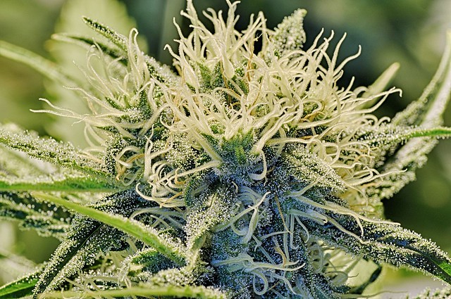 cannabis buds