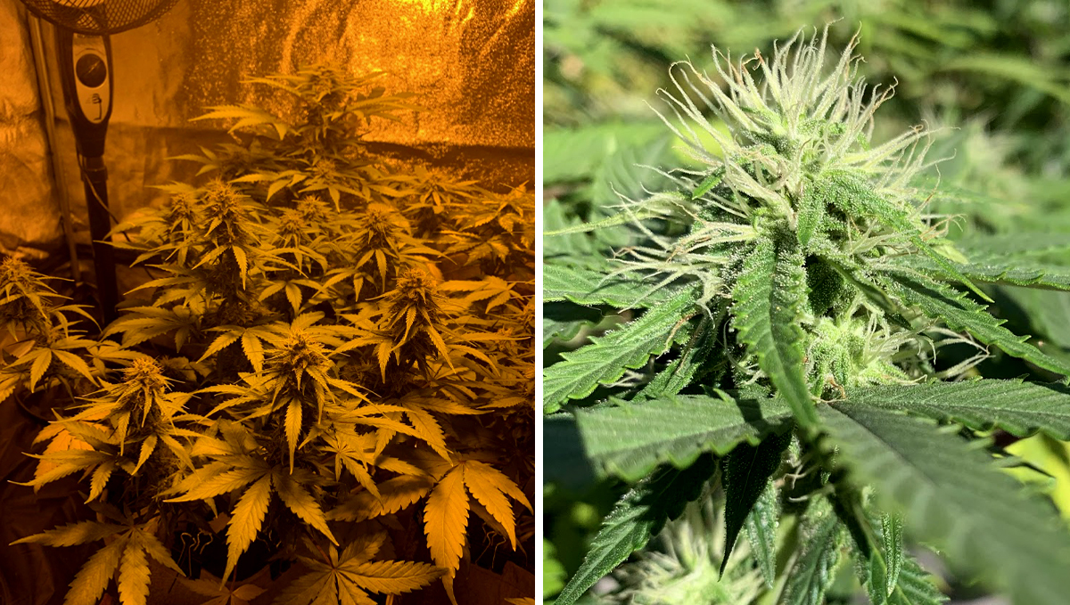 BubbleGum Auto: week 8