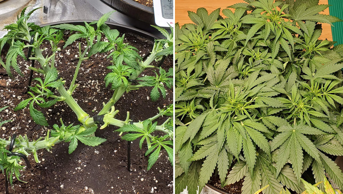 Wedding Cheesecake autoflowering defoliated