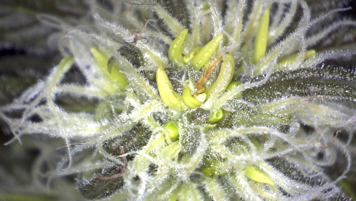 What causes bananas: what triggers them?