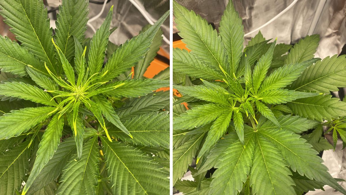 Gorilla Cookies Auto, guía semanal de la variedad: Deficiencia de algunos nutrientes inmóviles Gorilla Cookies Auto, guía semanal de la variedad: Deficiencia de algunos nutrientes inmóviles