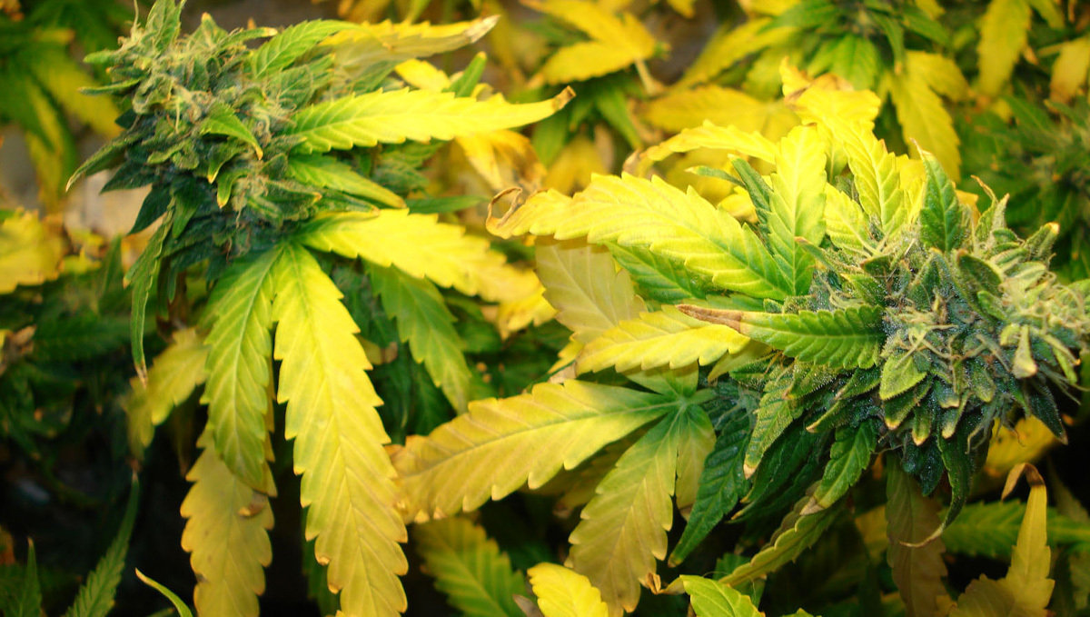 What Is Overfeeding: signs of nute burn during flowering