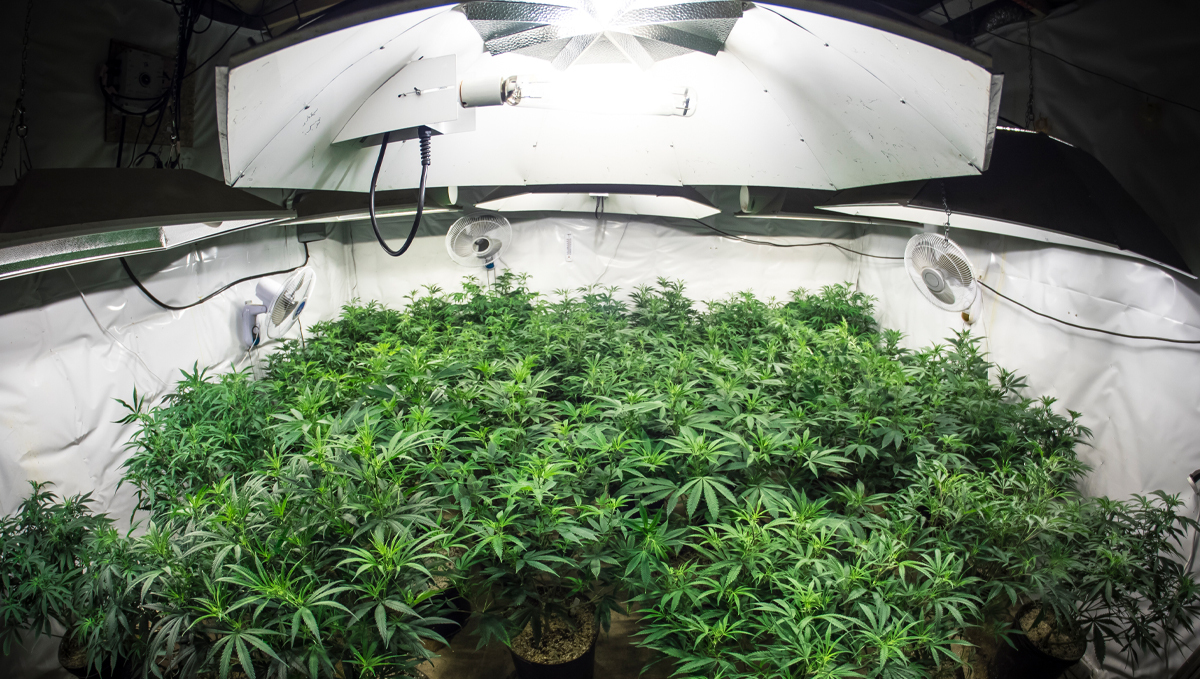 Light burn: recovery