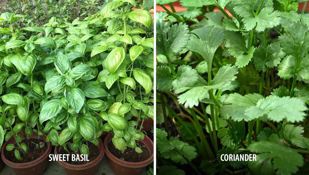 Companion plants for cannabis: attractors Companion plants for cannabis: attractors