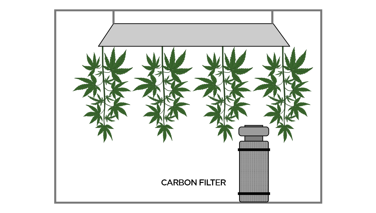 Cum se usucă canabisul: filtru de carbon