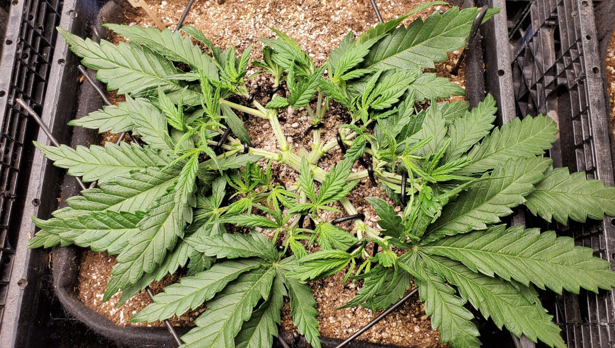 Gelato Auto Cannabis Strain Week-by-Week Guide: A mainlined marijuana plant after the fourth topping Gelato Auto Cannabis Strain Week-by-Week Guide: A mainlined marijuana plant after the fourth topping