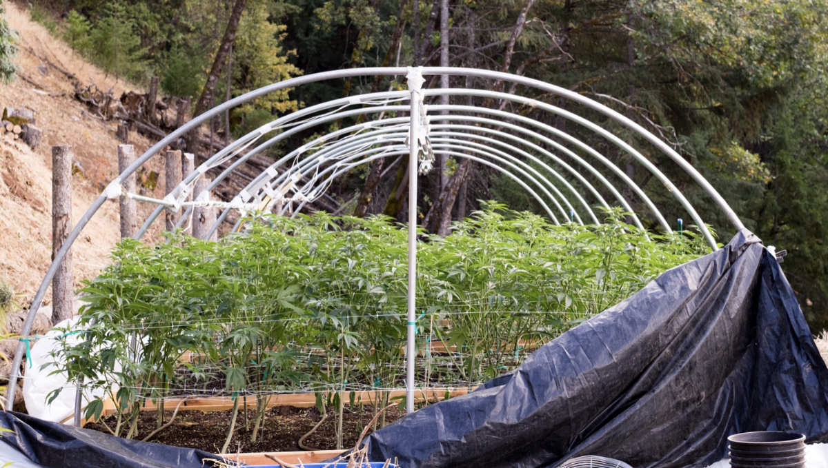 How the environment affects buds: outdoor growers