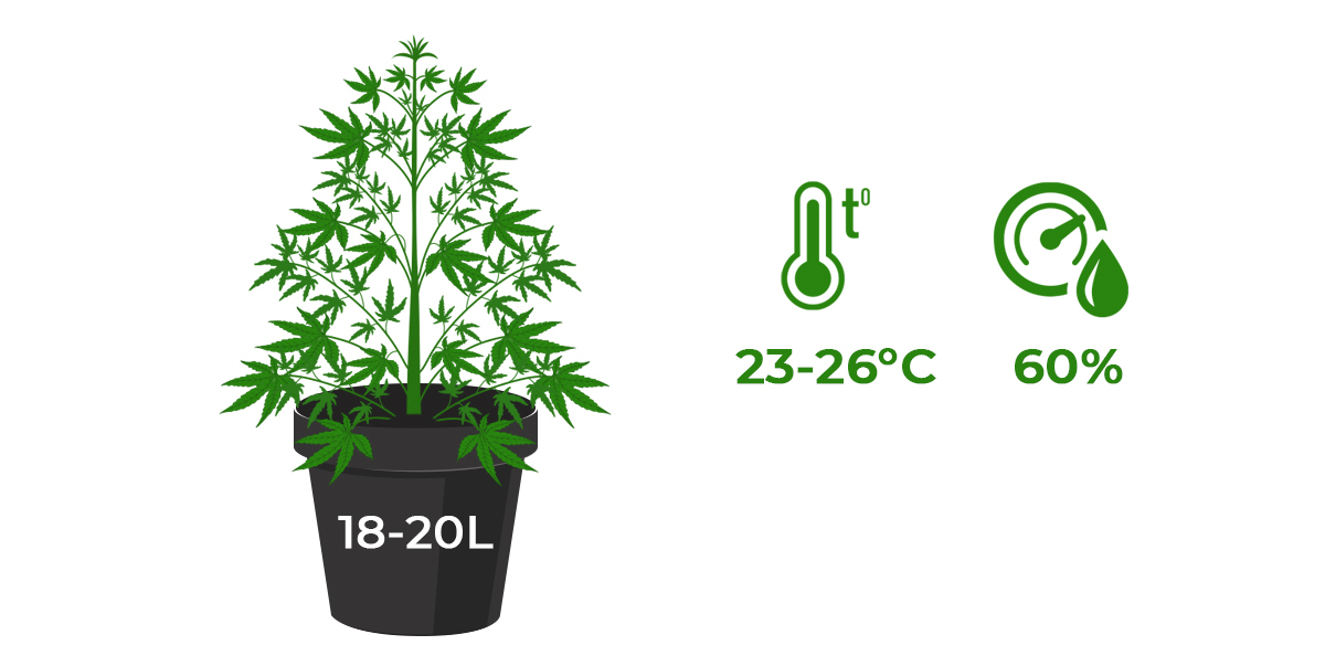 Mother plant care: best conditions