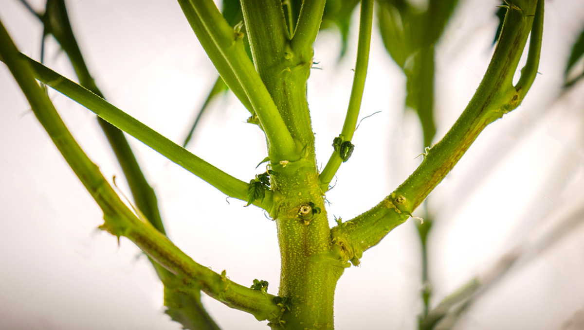 What Can You Do With Stems? What Can You Do With Stems?