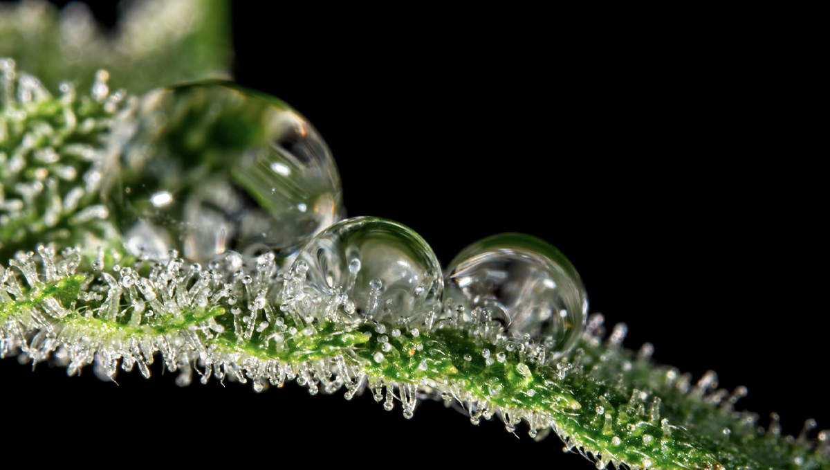 How the environment affects buds: high humidity