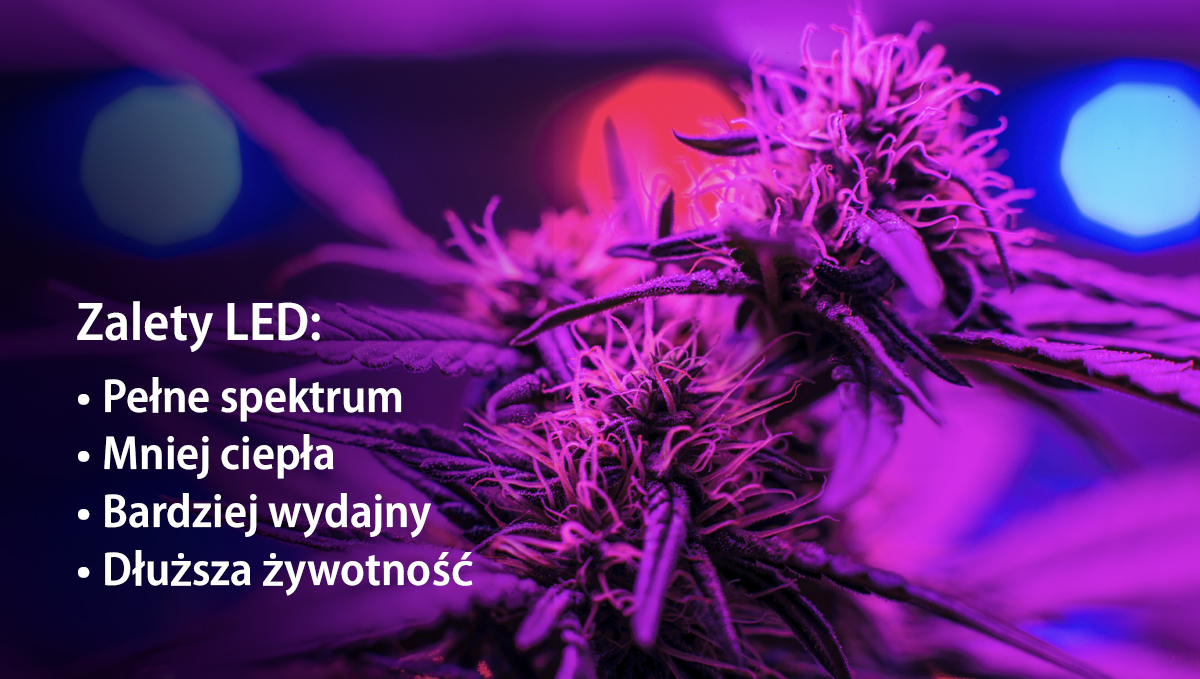 Grow Autoflowers with LEDs: advantages