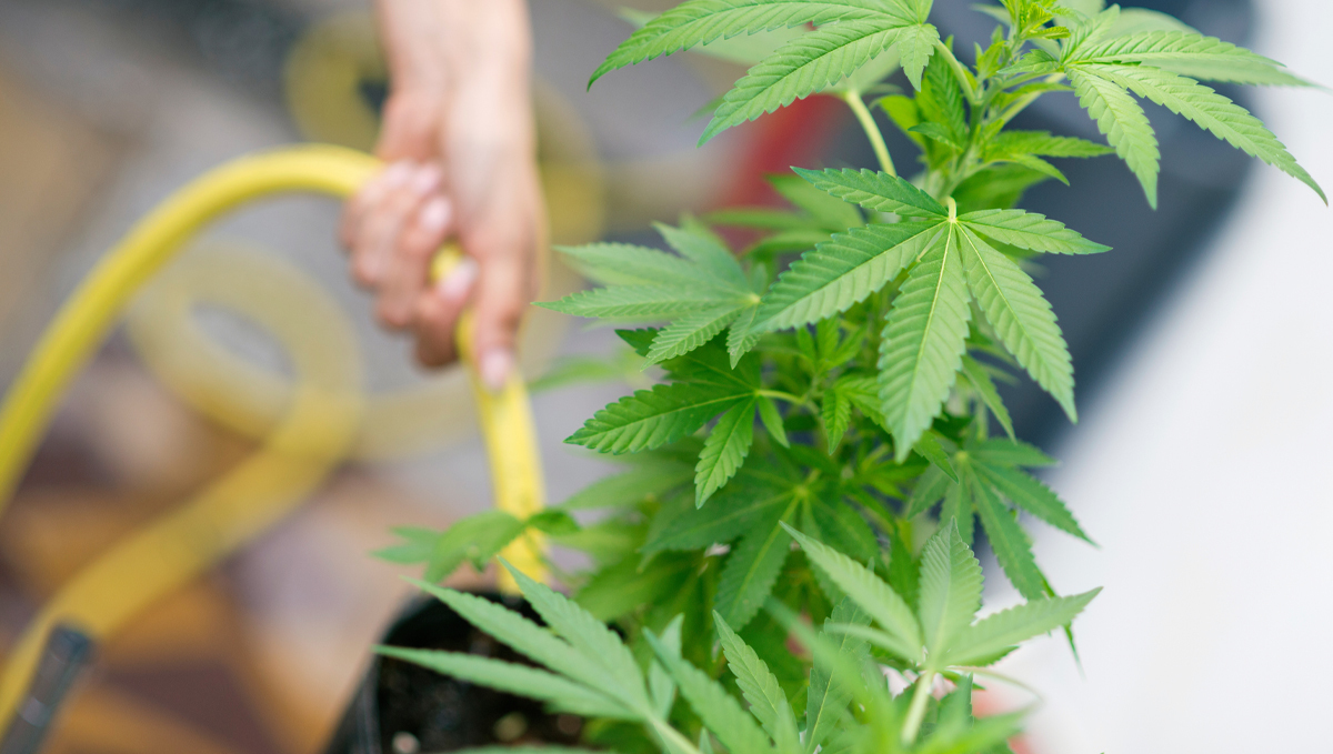 Cómo lavar las autoflorecientes: ¿se puede lavar en sustrato orgánico?