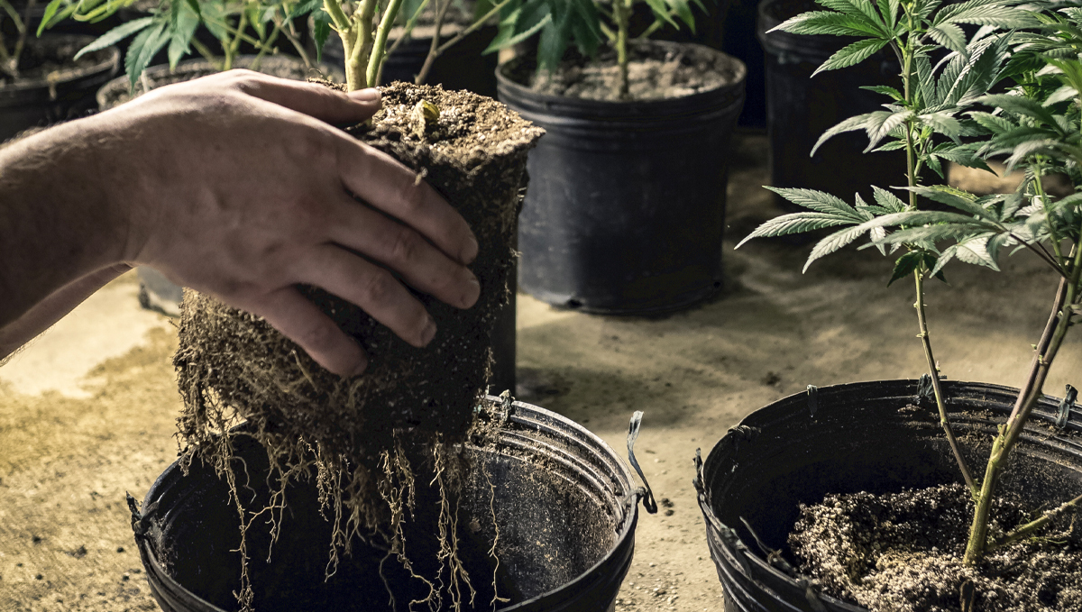 Tipos de vasos para o cultivo de autoflorescentes: o que procurar