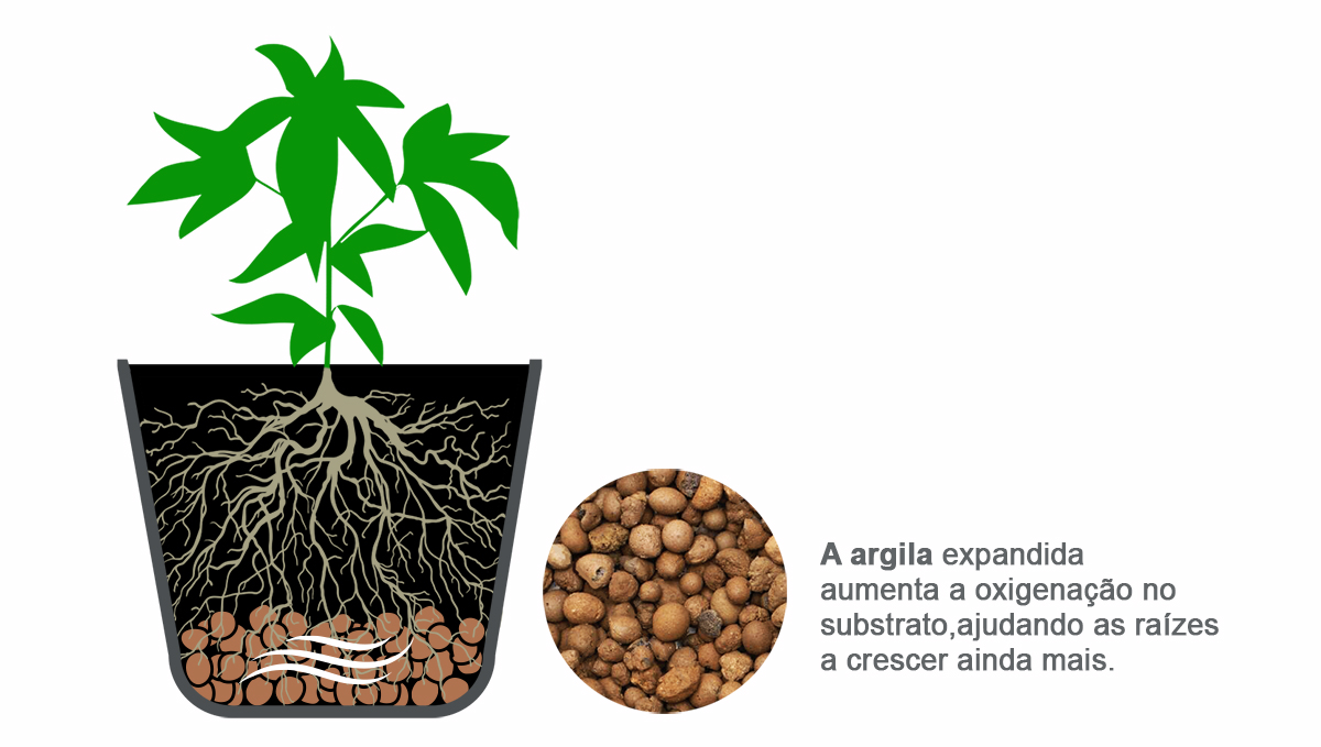 Melhor tamanho de vaso para autoflorescentes: drenagem
