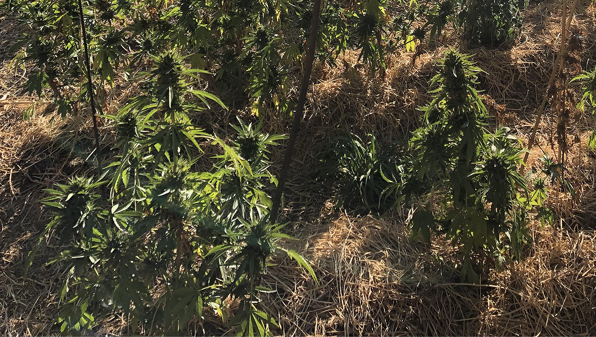 No-till cannabis guide: week 10