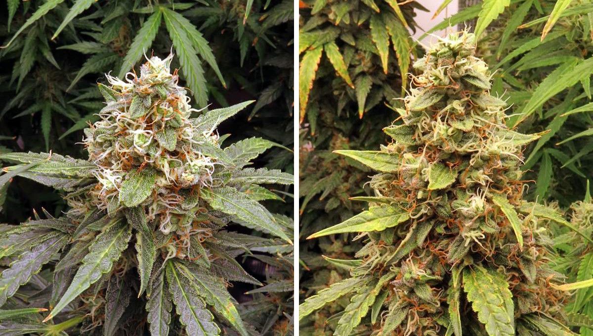 Strawberry Cheesecake Auto cannabis strain: mid flower (bulk phase) | weeks 8-9 | closeups of buds with 50% of the pistils white and 50% brown and dry