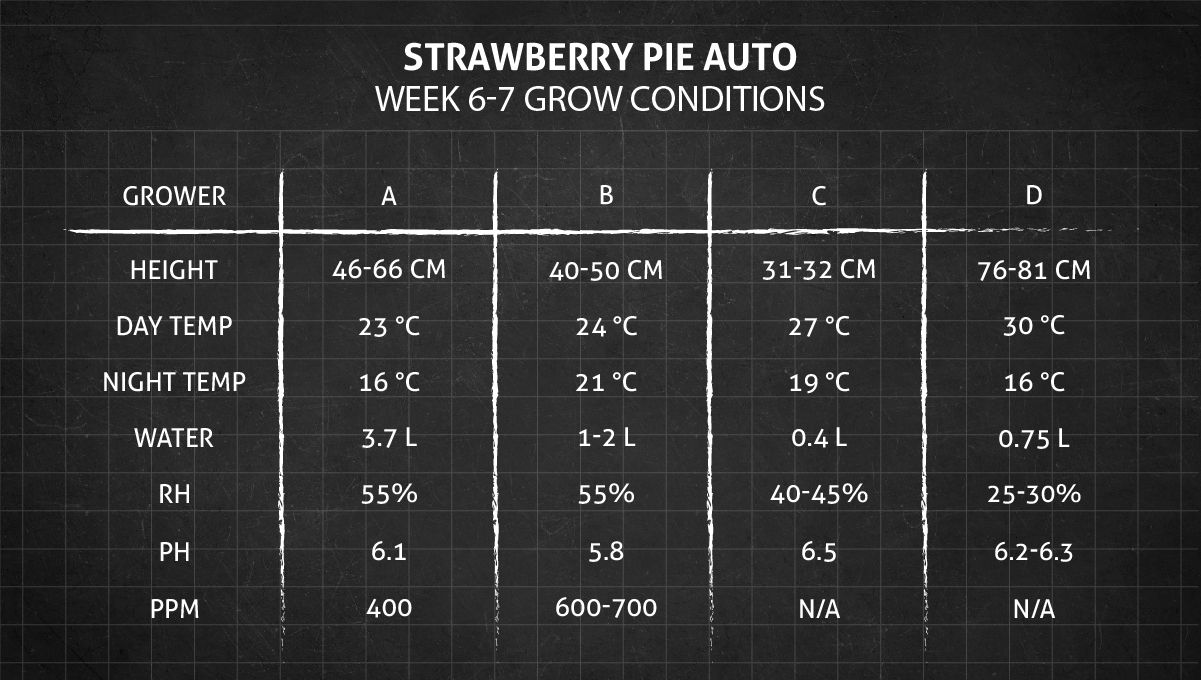 Strawberry Pie Auto Cannabis Strain Week-by-Week Guide: Weeks 6-7 grow conditions Strawberry Pie Auto Cannabis Strain Week-by-Week Guide: Weeks 6-7 grow conditions