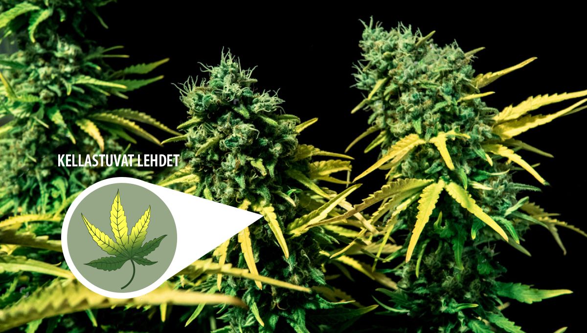 Itsekukkivan kannabiksesi sadonkorjuu: kellastuvat lehdet