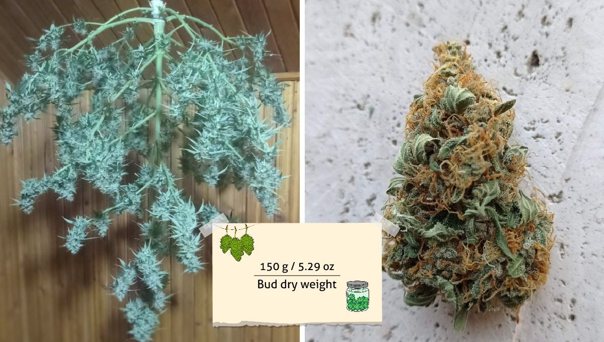 Strawberry Cheesecake Auto cannabis strain: harvest