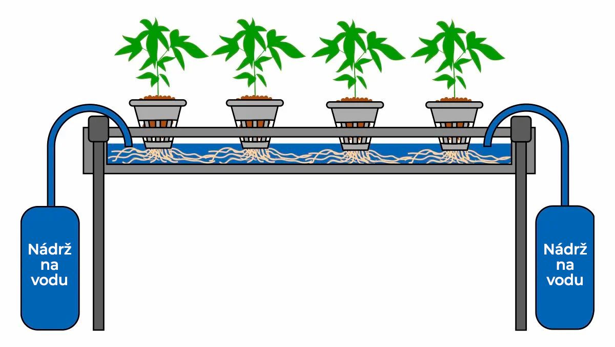 Samonakvétací konopí v hydro: swc