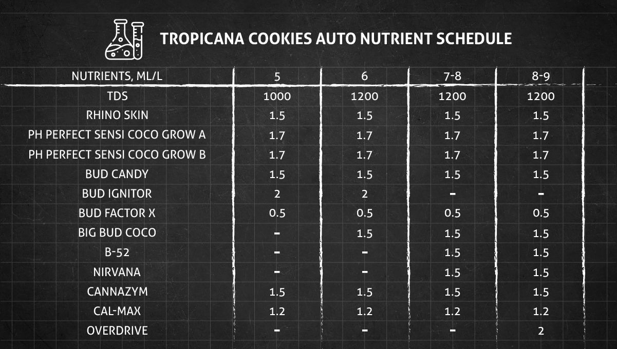 Tropicana Cookies Auto cannabis strain: nutrient schedule for the flowering stage Tropicana Cookies Auto cannabis strain: nutrient schedule for the flowering stage
