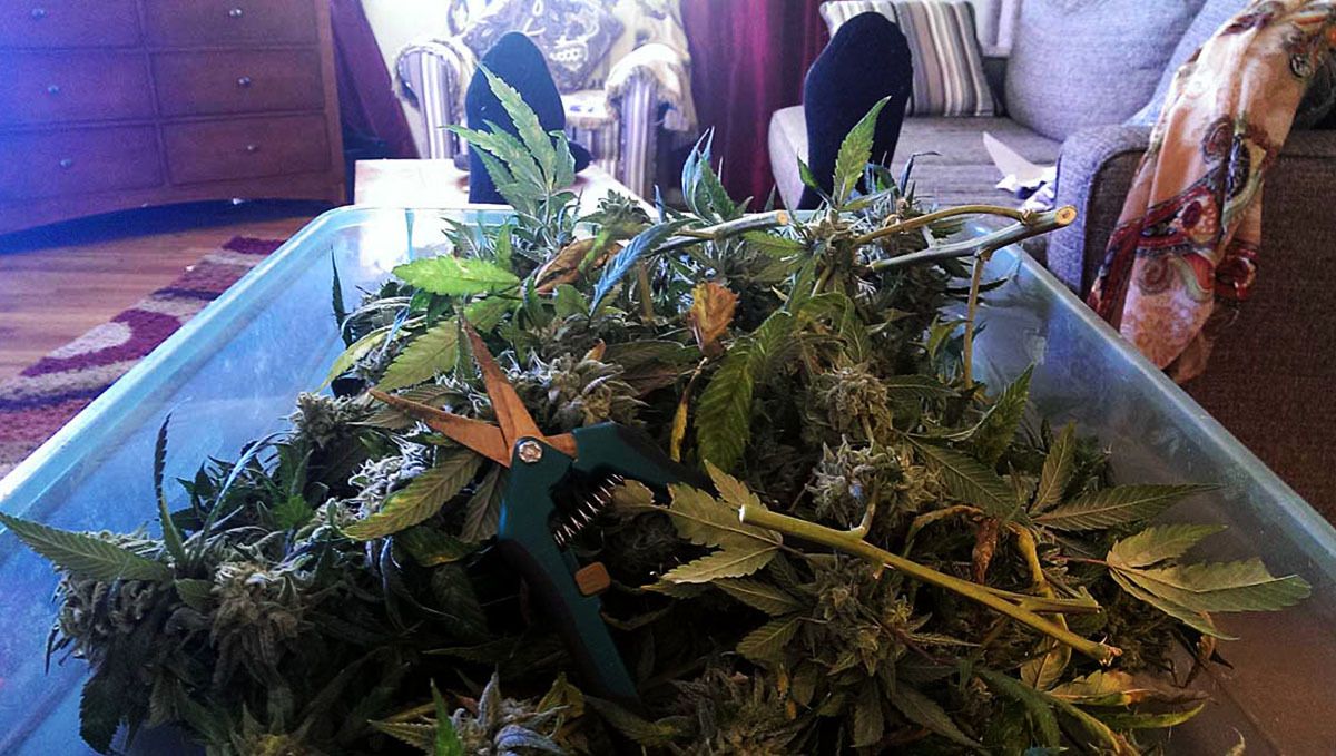 How to tell when autoflower is flowering: drying and trimming How to tell when autoflower is flowering: drying and trimming