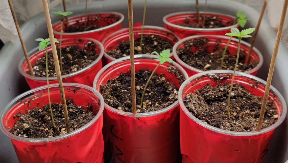 Mimosa Cake Auto cannabis strain: germination and seedling stage | week 1 | several party cups with small but stretchy seedlings Mimosa Cake Auto cannabis strain: germination and seedling stage | week 1 | several party cups with small but stretchy seedlings