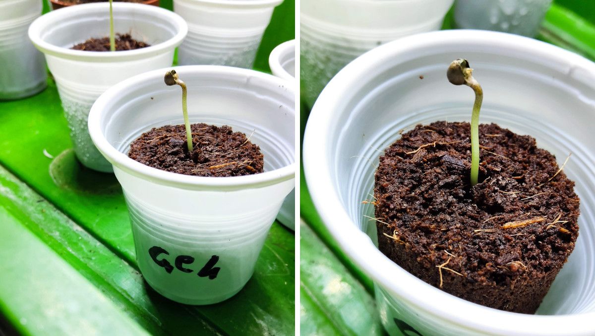 GG4 Sherbet FF cannabis strain: germination and seedling stage | week 1 | sprouts coming up from jiffy plugs inserted into plastic solo cups