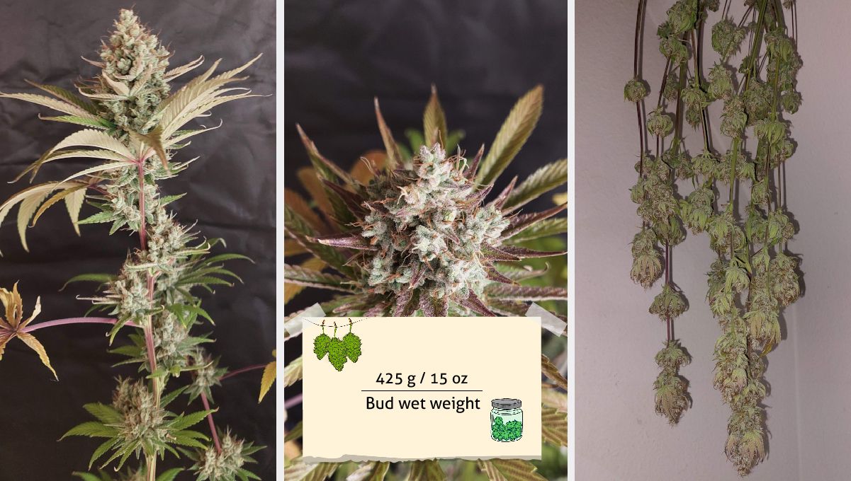 Purple Lemonade FF cannabis strain: yield | a branch and a bud of a mature plant and several branches hung upside down to dry Purple Lemonade FF cannabis strain: yield | a branch and a bud of a mature plant and several branches hung upside down to dry