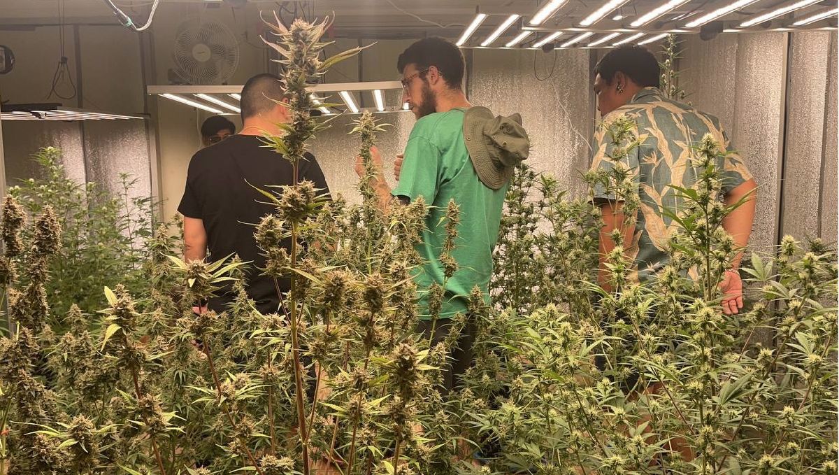 Features of growing cannabis in Thailand: Indoors Features of growing cannabis in Thailand: Indoors
