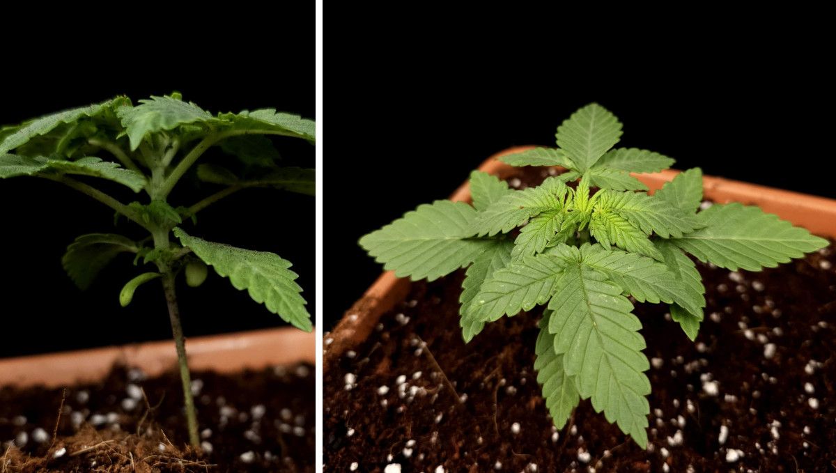 Wedding Cheesecake FF cannabis strain: early veg | week 2 | a 2-week-old plant shown from the side and the top Wedding Cheesecake FF cannabis strain: early veg | week 2 | a 2-week-old plant shown from the side and the top