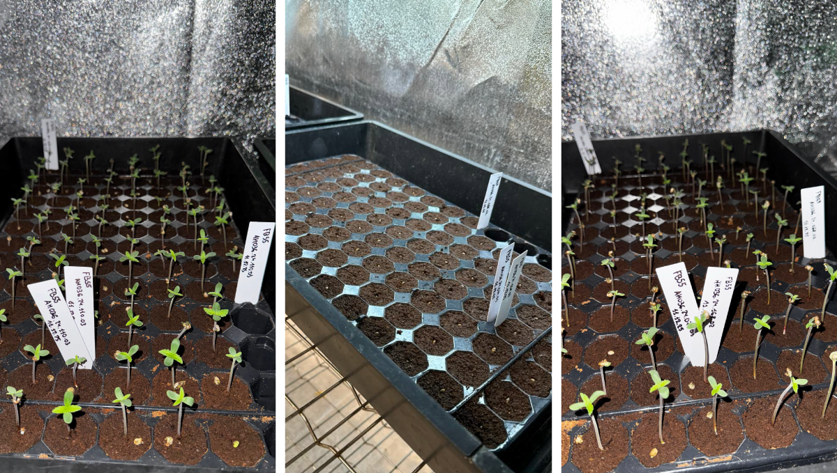 Germination