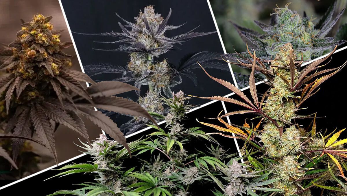 What Makes a Great Hybrid Strain? What Makes a Great Hybrid Strain?