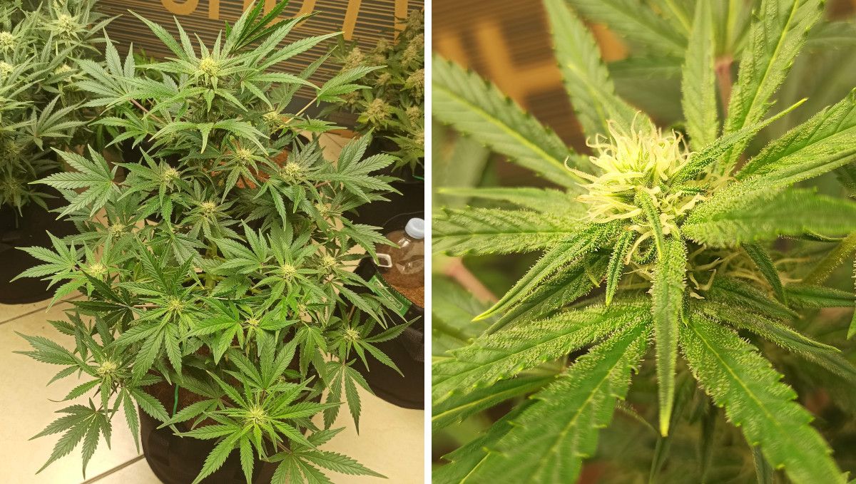 Afghan Kush Auto Cannabis Strain Week-by-Week Guide: A short multi-branch indoor autoflower and a closeup of a bud with white pistils and first trichomes 3 weeks into flowering Afghan Kush Auto Cannabis Strain Week-by-Week Guide: A short multi-branch indoor autoflower and a closeup of a bud with white pistils and first trichomes 3 weeks into flowering