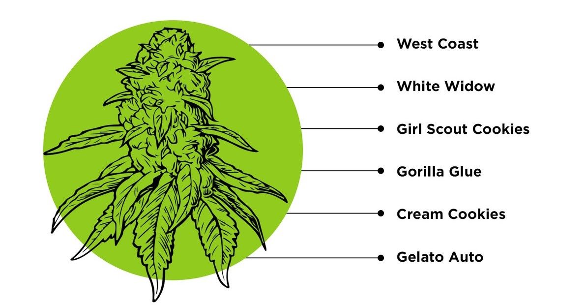 fcaac83c2658e251952ed3dfe1e596eb.jpg What is Humulene and What Does it Do?: Kush strains