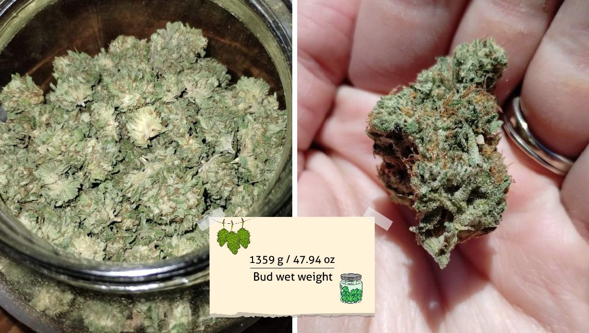 GG4 Sherbet FF cannabis strain: yield | small, tight, green nuggets in a glass jar and one of them on a grower's hand
