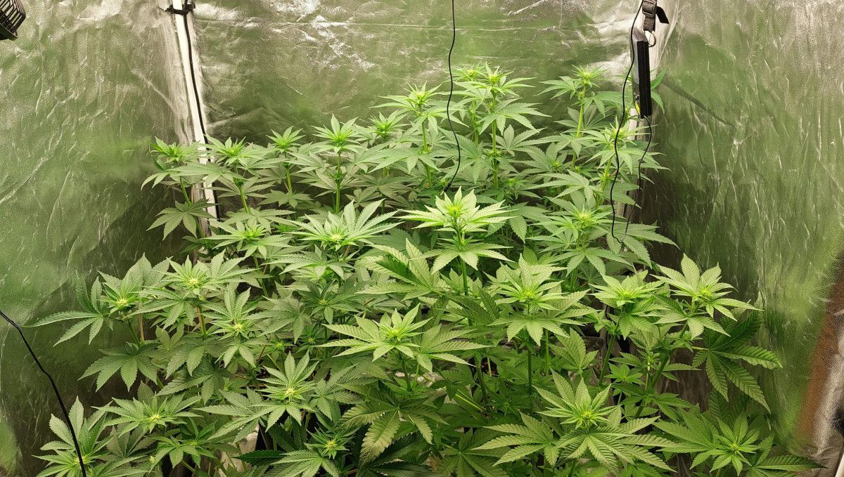 Orange Sherbet FF cannabis strain: transition (pre-flower) | week 7 | a grow tent full of plants that stretch and form first flowers Orange Sherbet FF cannabis strain: transition (pre-flower) | week 7 | a grow tent full of plants that stretch and form first flowers